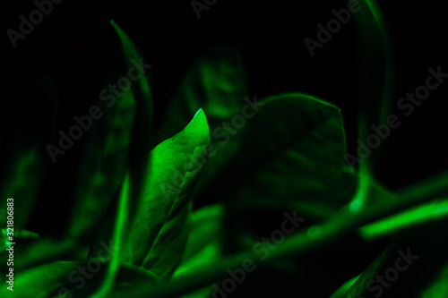 abstract green background
