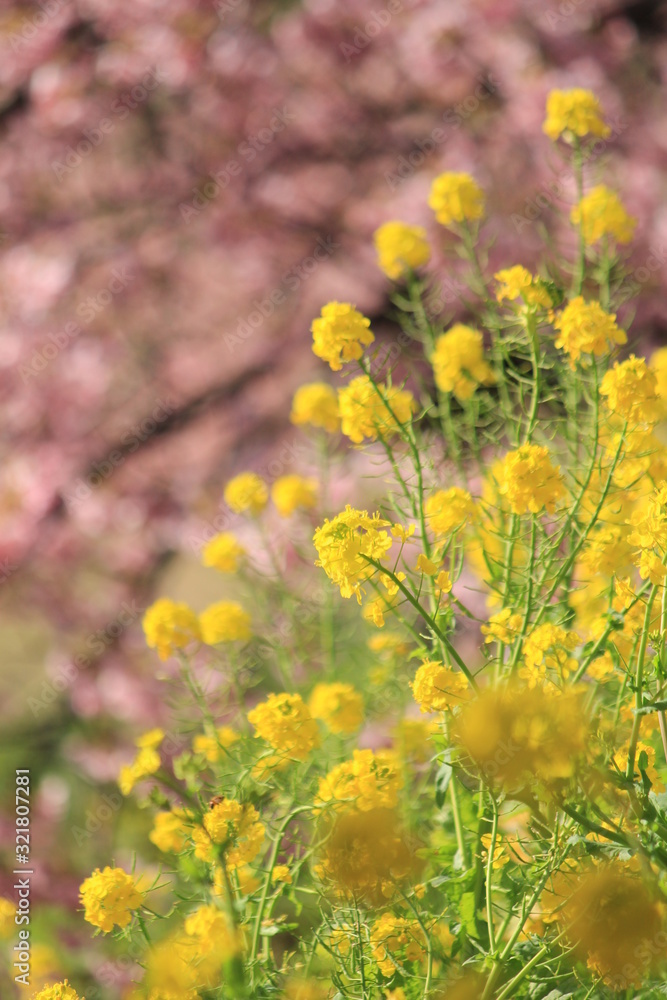 みなみの桜と菜の花まつり みなみの桜と菜の花まつり