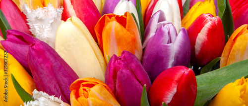 Tulips on panoramic banner for web design.