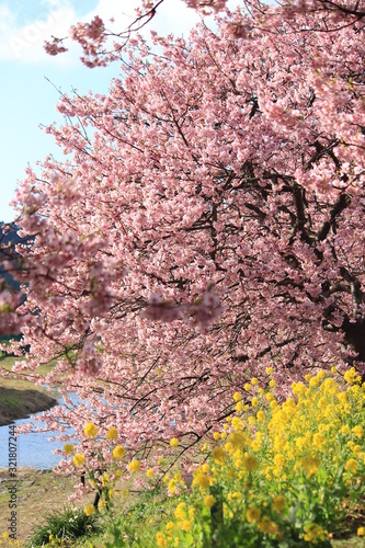 Wallpaper Mural みなみの桜と菜の花まつり Torontodigital.ca