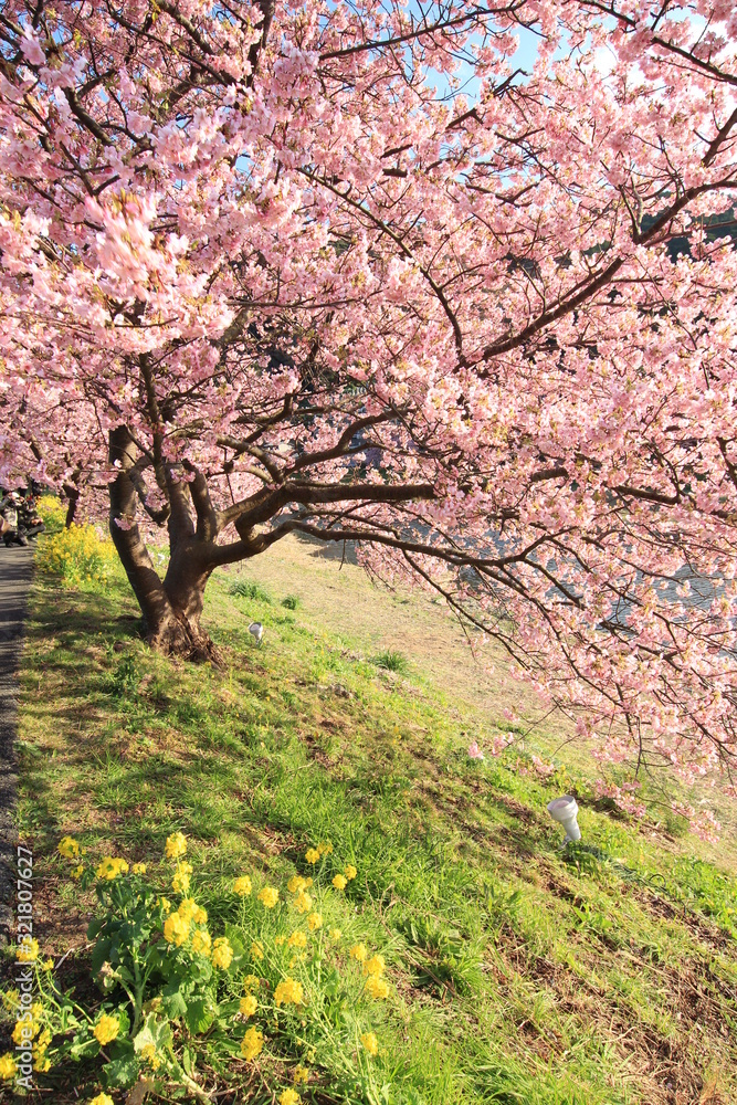 Fototapeta premium みなみの桜と菜の花まつり
