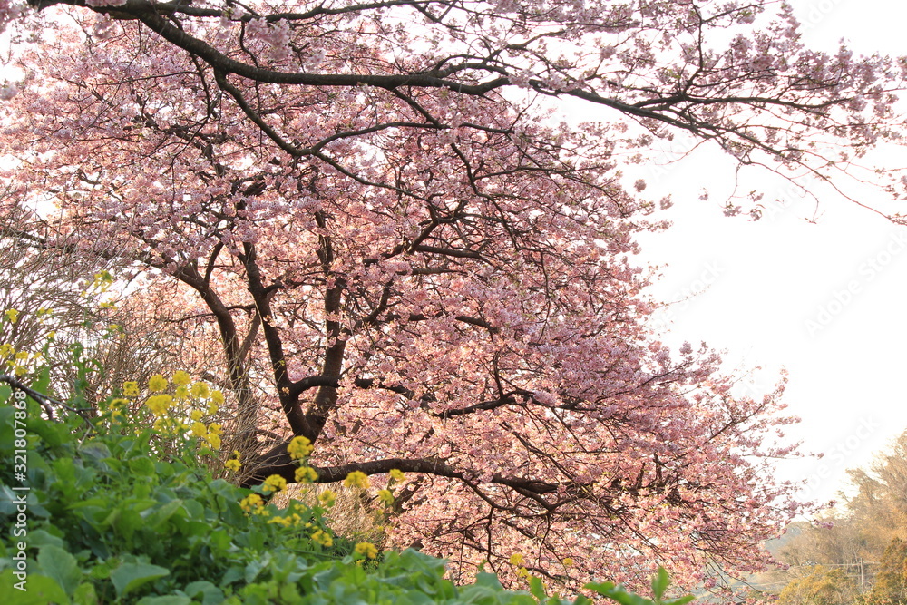 みなみの桜と菜の花まつり みなみの桜と菜の花まつり
