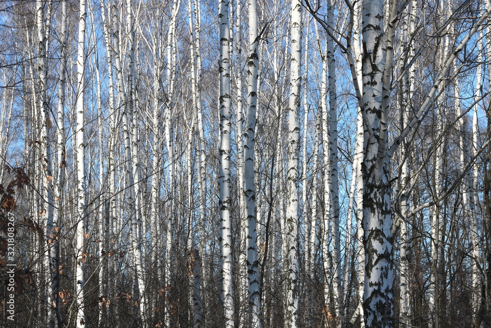 Young birches with black and white birch bark in spring in birch grove against background of other birches Young birches with black and white birch bark in spring in birch grove against background of other birches