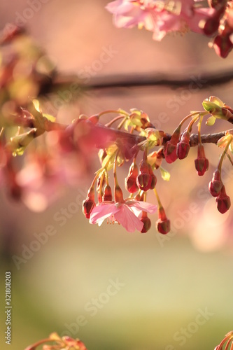 南伊豆 みなみの桜