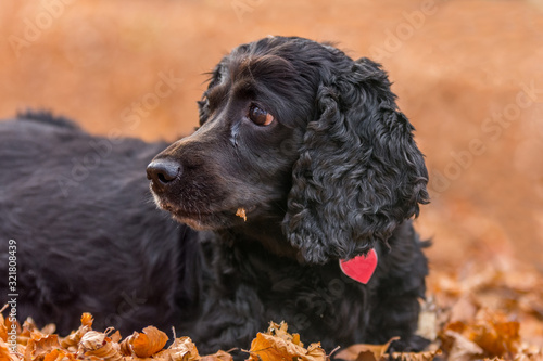 Beautiful black young cocker spaniel playing in an autumn landscape with copper dry fallen leaves,Sfanta Ana, Romania photo