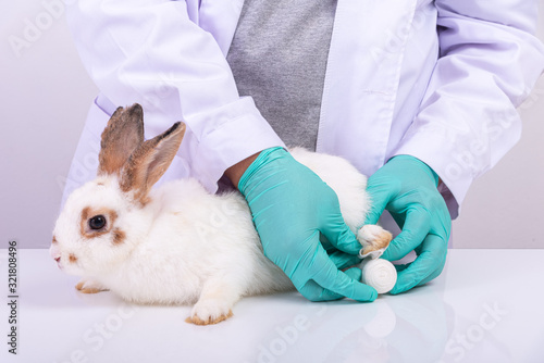 Veterinarian is putting white bandage to rabbit leg.