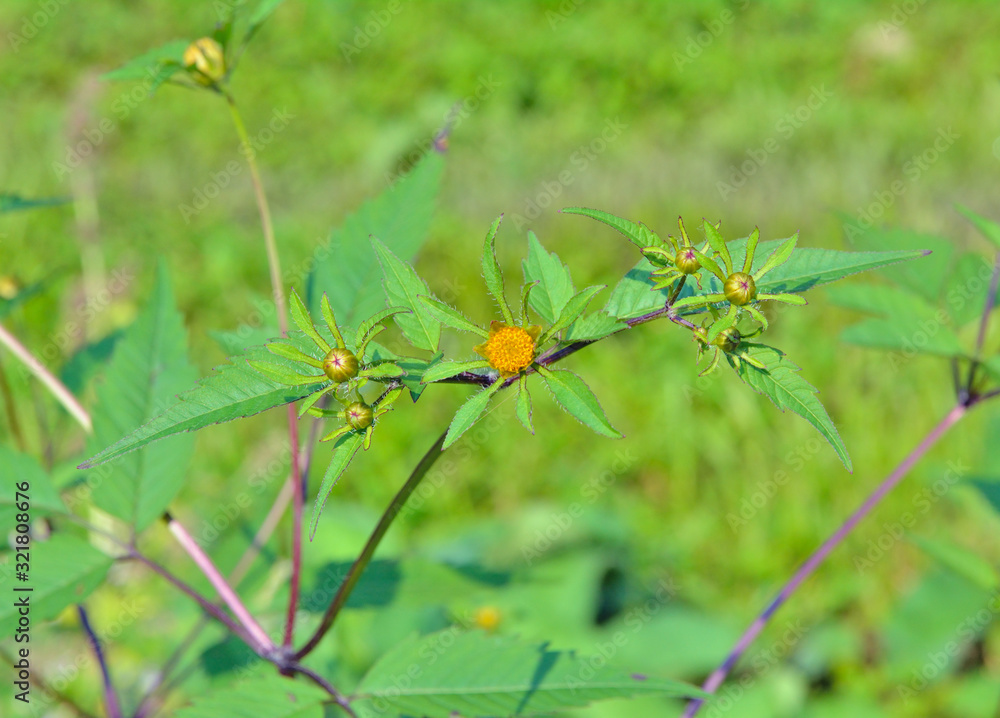 Medicinal herb bur-marigold 6 Medicinal herb bur-marigold 6