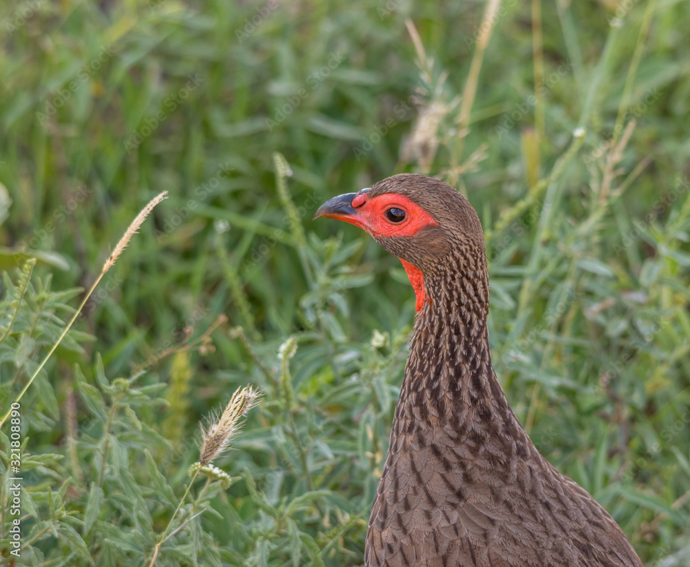 Fototapeta premium Portrait of a swainson's spurfowl image with copy space in horizontal format