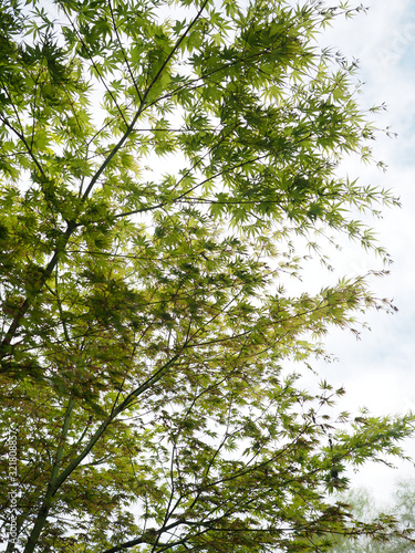 a maple tree with fresh green leaves against a bright sky