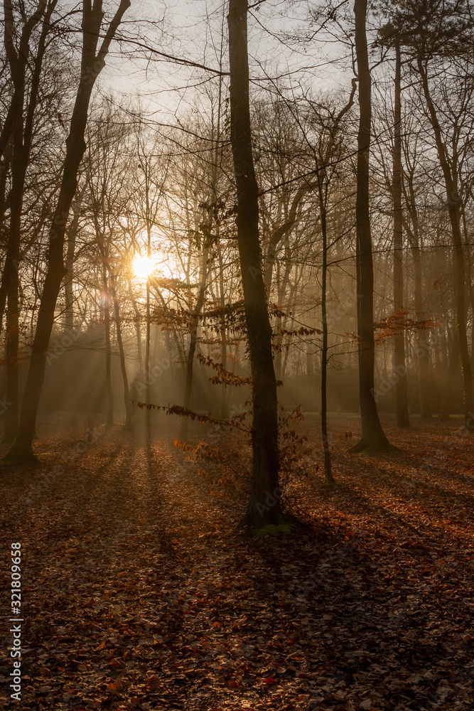 Sous bois d'hiver