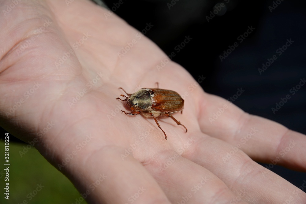Cockchafer eats in hand.