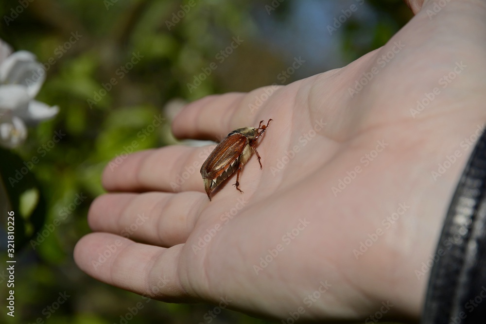 Obraz premium Cockchafer eats in hand.