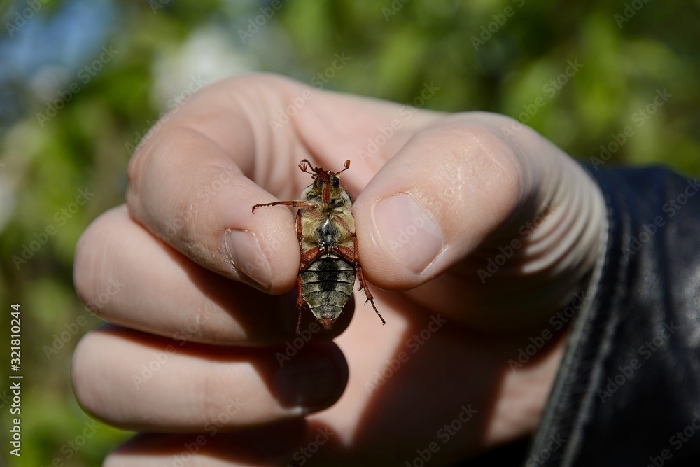 Cockchafer eats in hand.