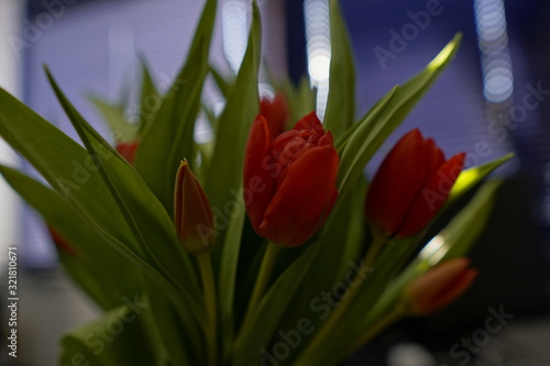 Rote Tulpen