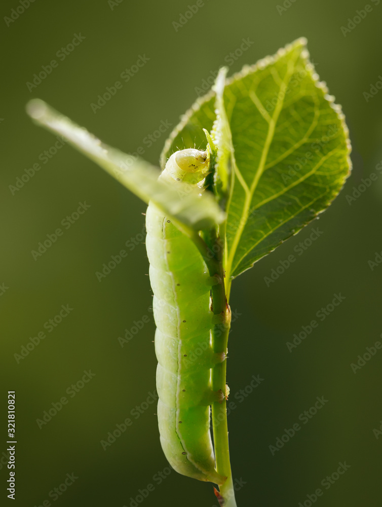 Naklejka premium Caterpillar climbing on twig