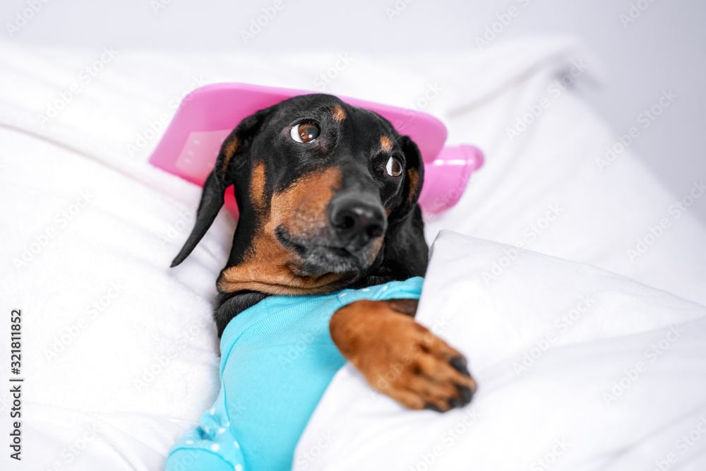 What Is A Dangerous Fever For A Dog what-is-a-dangerous-fever-for-a-dog