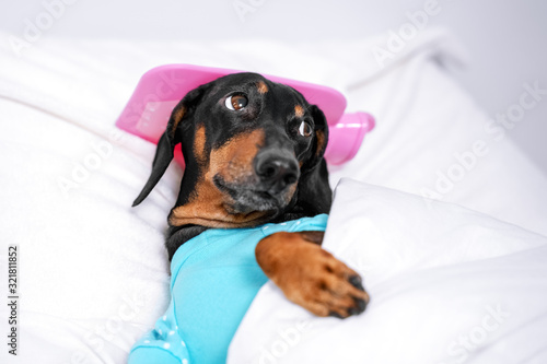 sad dachshund dog, black and tan, sleeping in bed with high fever temperature, ice bag on head, covered by a blanket, afraid of the doctor looking away