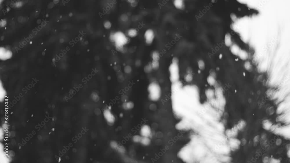 Black and white video of snowfall with dark blurry old fir trees in background. Black and white video of snowfall with dark blurry old fir trees in background.