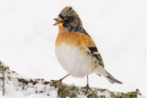 Brambling  Fringilla montifringilla  or cock o  the north or mountain finch in winter snow  finch family Fringillidae  migratory bird with black head  dark upperparts  orange breast and white belly.