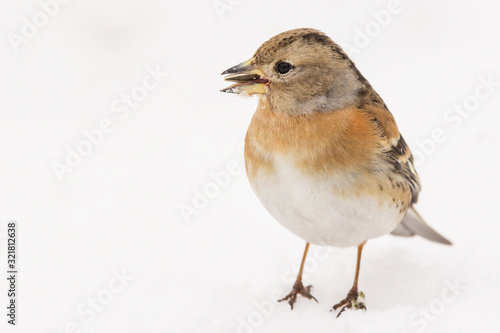 Brambling (Fringilla montifringilla) or cock o' the north or mountain finch in winter snow, finch family Fringillidae, migratory bird with black head, dark upperparts, orange breast and white belly. photo