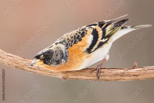 Brambling (Fringilla montifringilla) or cock o' the north or mountain finch in winter snow, finch family Fringillidae, migratory bird with black head, dark upperparts, orange breast and white belly. photo