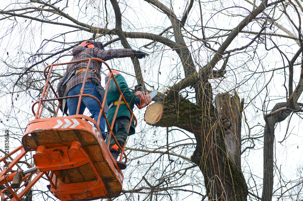 Experienced arborists cut branches of a tree with chainsaw using truck ...