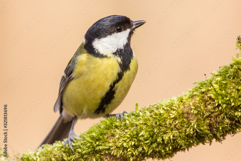 Obraz premium Great tit (Parus major) common garden bird close up, black yellow and white bird perching on the branch with blurry background