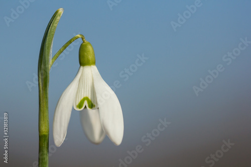 Snowdrop (Galanthus nivalis) in the meadow lawn with blue sky, common snowdrop flower, first bulbs to bloom in spring, earliest spring flower in family Amaryllidaceae