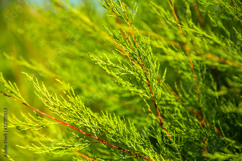 Calming close up photo of a green bush of Virginia Juniper in the park.  Juniperus virginiana L. Communis Repanda. Pfitzeriana. Gardening concept. Hobby and leisure. Selective focus