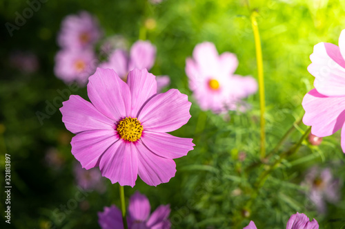  Beautiful Cosmos flowers in garden. Nature background.