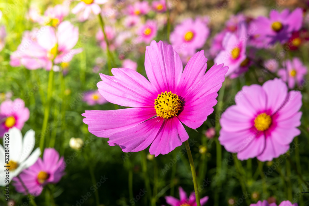  Beautiful Cosmos flowers in garden. Nature background.