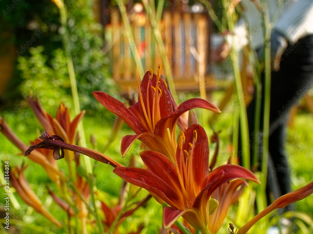 daylily flowers in the garden in summer, Russia daylily flowers in the garden in summer, Russia
