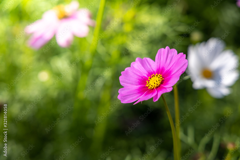 Beautiful Cosmos flowers in garden. Nature background. Beautiful Cosmos flowers in garden. Nature background.