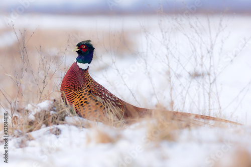 Common pheasant (Phasianus colchius) Ring-necked pheasant in natural habitat grassland in winter snow