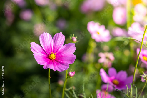  Beautiful Cosmos flowers in garden. Nature background.