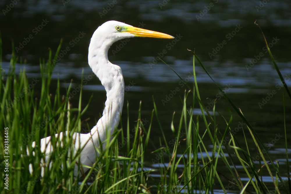 Great egret (Ardea alba) or common egret, large white heron, documentary photo of large waterbird with white plumage, yellow beak and black legs in natural habitat Great egret (Ardea alba) or common egret, large white heron, documentary photo of large waterbird with white plumage, yellow beak and black legs in natural habitat