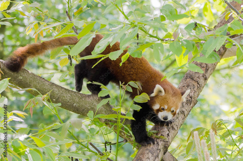 Obraz premium Panda roux