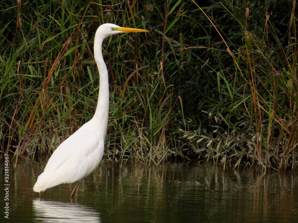 Fototapeta premium Great egret (Ardea alba) or common egret, large white heron, documentary photo of large waterbird with white plumage, yellow beak and black legs in natural habitat
