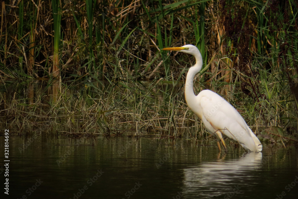 Great egret (Ardea alba) or common egret, large white heron, documentary photo of large waterbird with white plumage, yellow beak and black legs in natural habitat Great egret (Ardea alba) or common egret, large white heron, documentary photo of large waterbird with white plumage, yellow beak and black legs in natural habitat