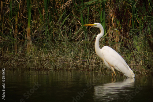 Great egret (Ardea alba) or common egret, large white heron, documentary photo of large waterbird with white plumage, yellow beak and black legs in natural habitat