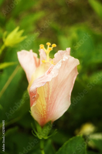 Fototapeta Naklejka Na Ścianę i Meble -  hibiscus
