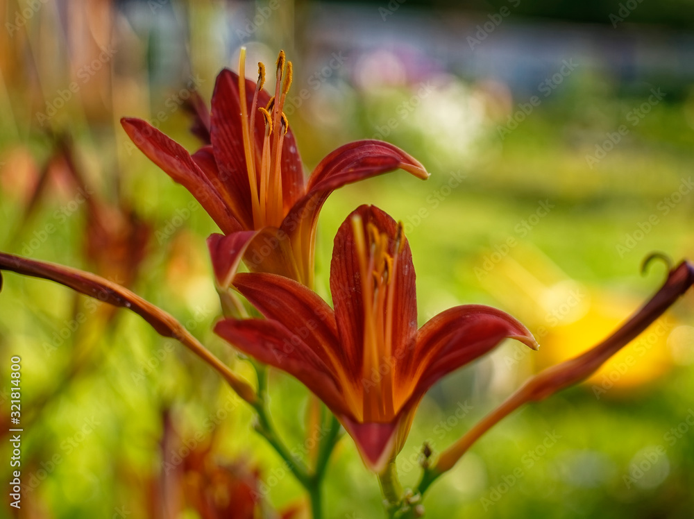 daylily flowers in the garden in summer, Russia daylily flowers in the garden in summer, Russia