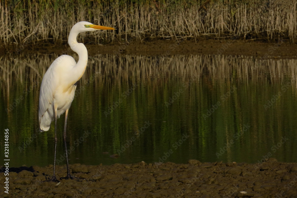 Naklejka premium Great egret (Ardea alba) or common egret, large white heron, documentary photo of large waterbird with white plumage, yellow beak and black legs in natural habitat