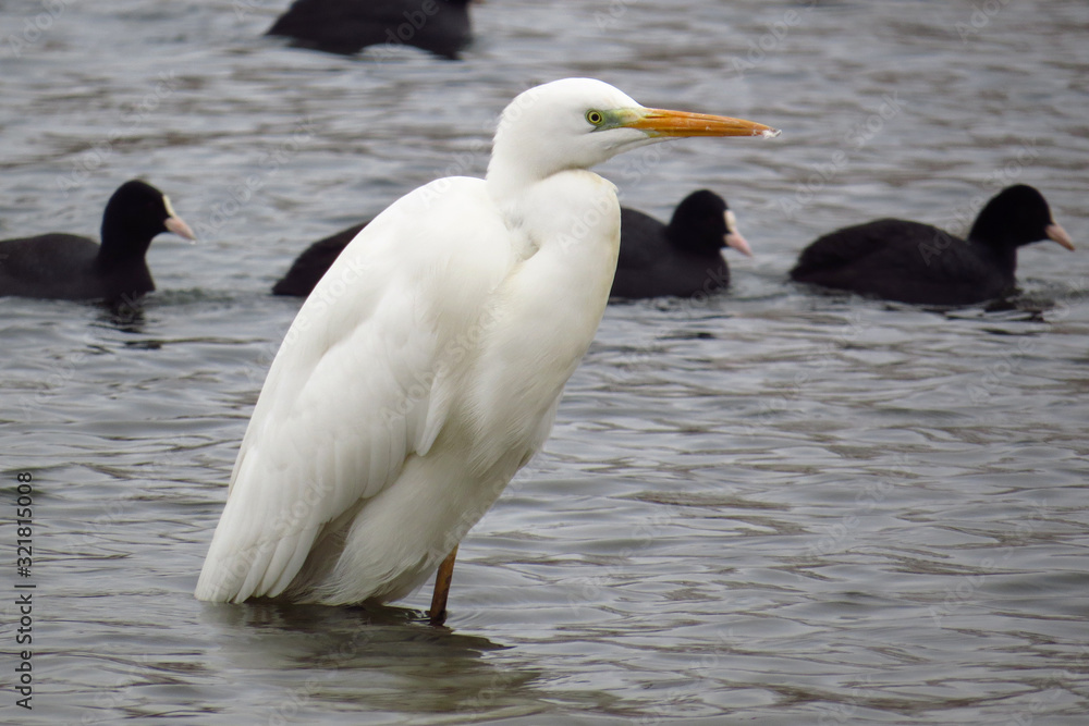 Fototapeta premium Great egret (Ardea alba) or common egret, large white heron, documentary photo of large waterbird with white plumage, yellow beak and black legs in natural habitat