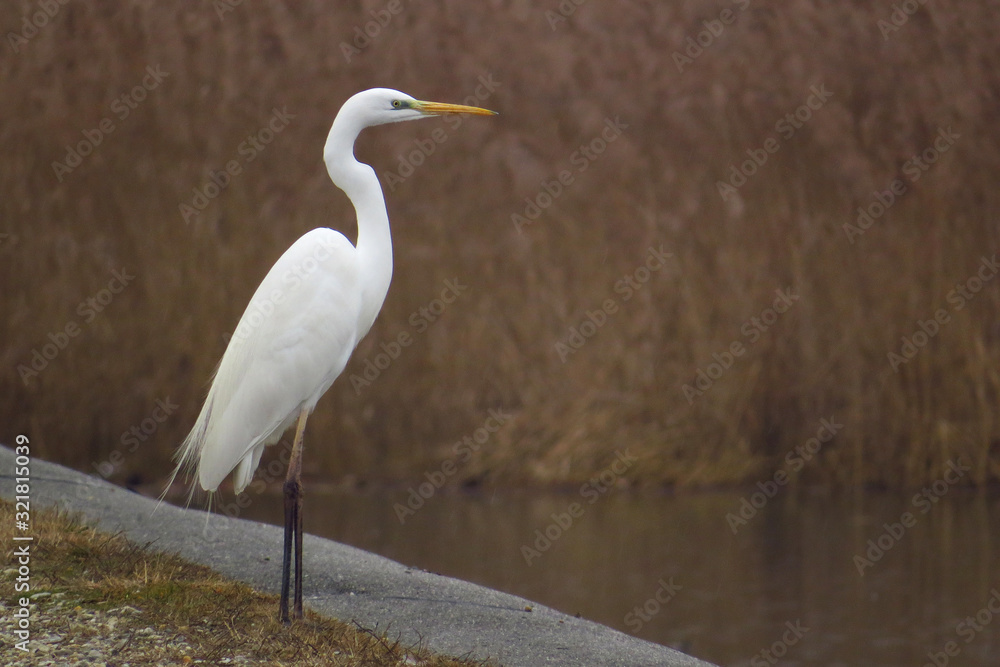 Naklejka premium Great egret (Ardea alba) or common egret, large white heron, documentary photo of large waterbird with white plumage, yellow beak and black legs in natural habitat