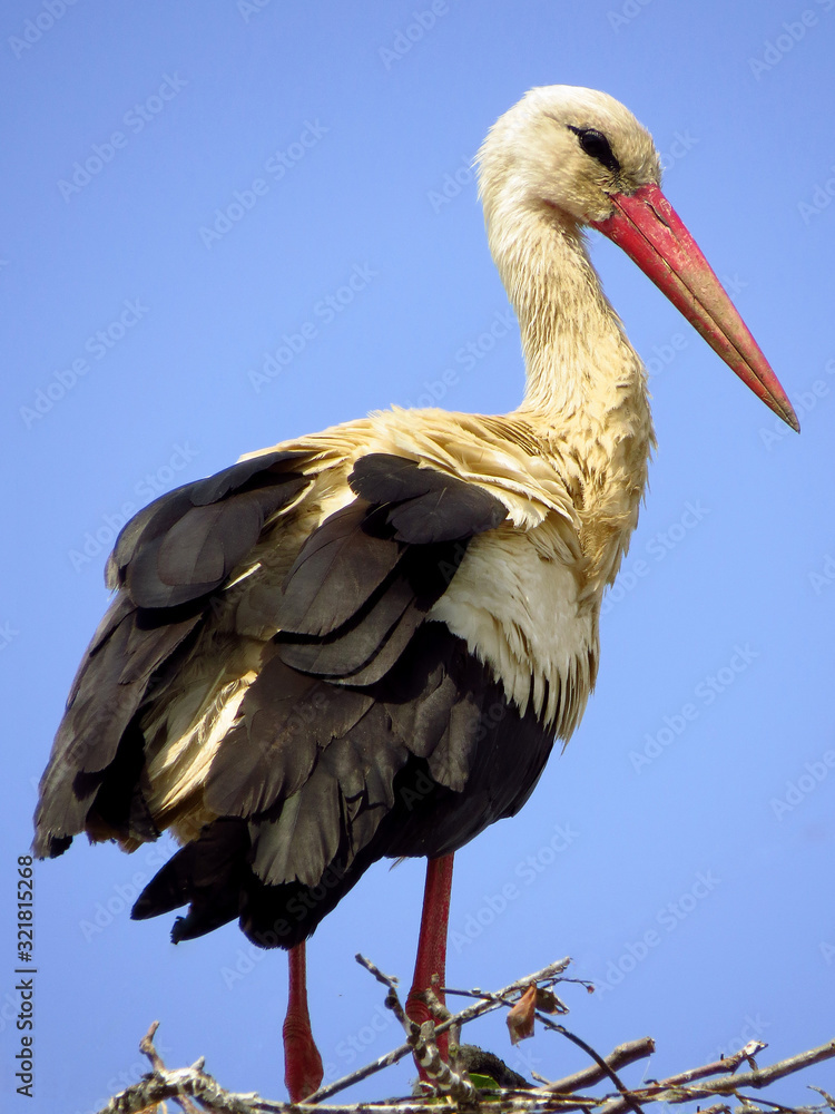 Fototapeta premium White stork (Ciconia ciconia) male bird in the nest, early spring storks prepairing for breeding season