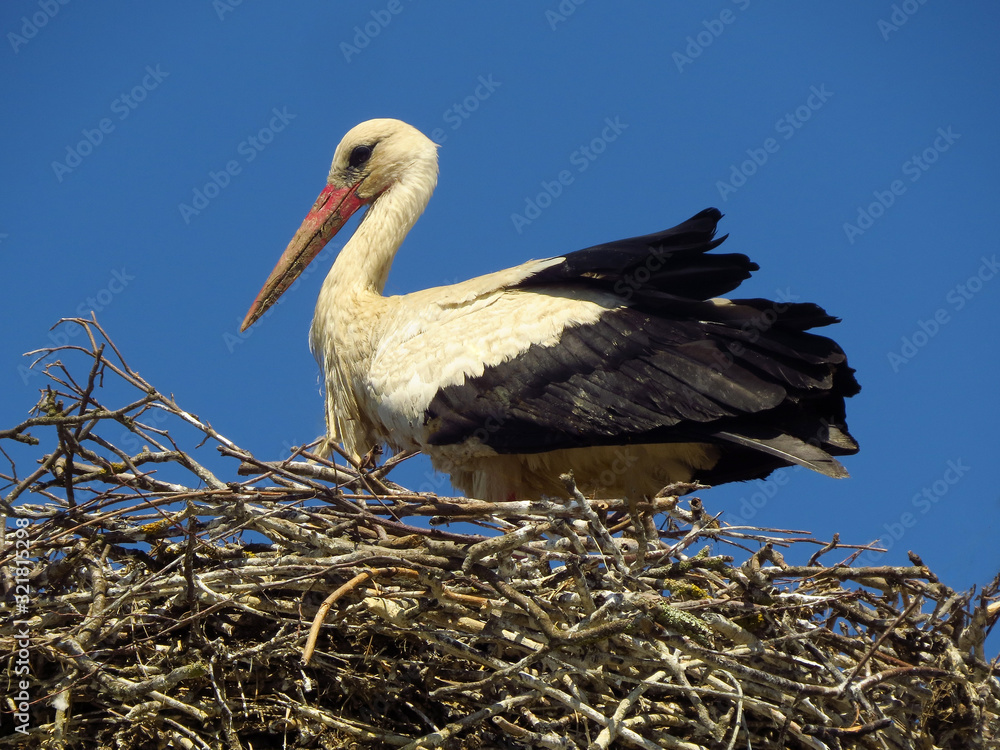 Fototapeta premium White stork (Ciconia ciconia) male bird in the nest, early spring storks prepairing for breeding season