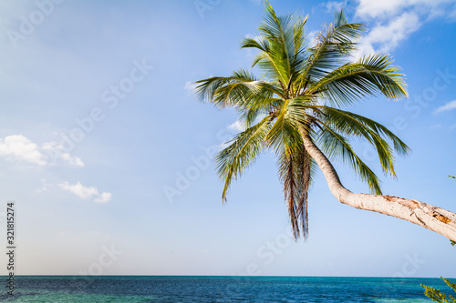 Fototapeta Naklejka Na Ścianę i Meble -  Palm tree
