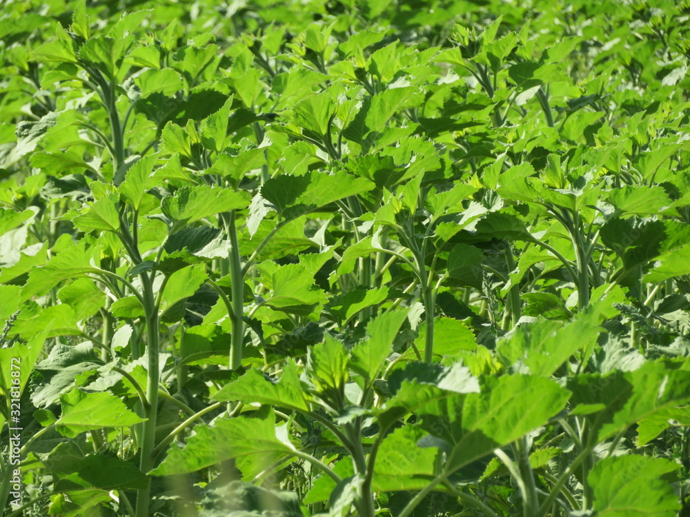 Green sunflowers grow and flourish to bear fruit Green sunflowers grow and flourish to bear fruit