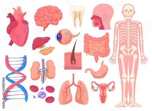 Human body anatomy organs, medical vector illustration. Isolated icons of heart, brain, lungs, kidney and eye. Medicine and biology education, human anatomy study. Tooth, liver and throat structure